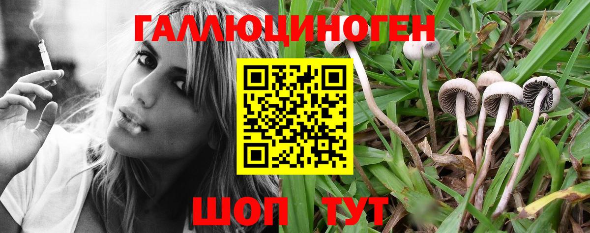 Псилоцибиновые грибы GOLDEN TEACHER Березники